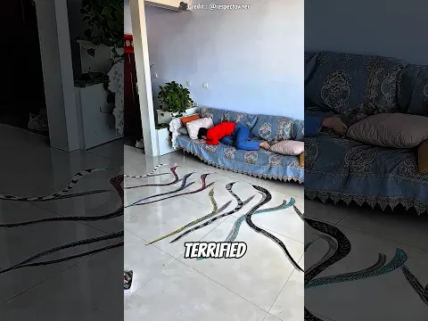 Can You Spot the Fake Snakes Before She Does? ππ± #shorts #cute #trends #catcartoon #tiktok