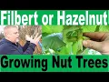 Lagu Growing Filbert or Hazelnut Trees in Your Yard - Tips for nut trees and an overview of hazelnuts