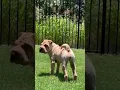 Download Lagu Hilarious Pup Barks From Both Ends! #Shorts