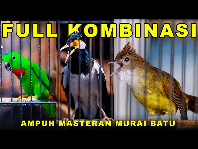 Download MP3 FULL KOMBINASI MASTERAN BURUNG JUARA  #serindit #masteran #kiacumania #audiojernih #gerejatarung