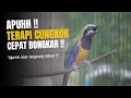 Download Lagu terapi cucak cungkok cepat bongkar isian