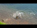 Pike attack compilation