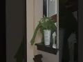 Kermit don t drink that