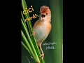 Download Lagu masteran pikat burung salome (cici merah/cici padi)