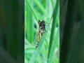 Download Lagu Do you know this fly can fly 3000 miles without a break? #anifacts #facts   #trending #shorts
