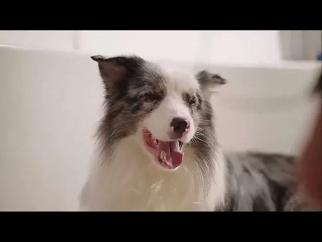 MOMOVIDA DT-9 ของเล่นแปรงฟันสุนัข วัสดุยางธรรมชาติ TPR