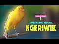 Download Lagu Kenari NGERIWIK !!! Suara PANCINGAN Kenari PAUD Belajar BUNYI Ngeriwik || MASTERAN Kenari PAUD #281