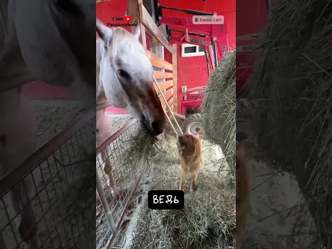 Пес Бакстер и Конь Чарли 🤗