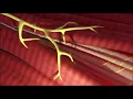The Structure and Function of the Muscle Spindle Fiber