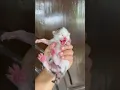 Download Lagu suara anak kucing memanggil induknya #kitten #cute