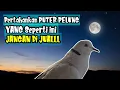Download Lagu PERTAHANKAN Jika ANDA Dapat Puter PELUNG Yang SEPERTI ini, JANGAN DI JUAL