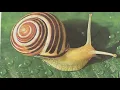 Part 2 making a GIANT GLASS SNAIL at Ignite Glass Studio