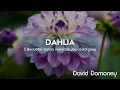 Lagu 5 Beautiful dahlia varieties you could grow