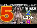 Top 5 Must-Knows Before Buying an American Bully Puppy