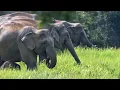 Download Lagu Elephants of Khao Yai: In search of the Roar