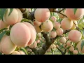 Inside Japan s Giant Shimizu White Peach Farm - How These Luxury Peaches Are Grown