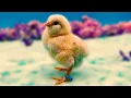 Baby Chicks Ermine Ameraucana to Erminette Ameraucana Pursuing the Proposed SOP at Buc A Buc Farm