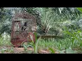 Download Lagu pikat kacer/murai kampung (lure the village magpie)
