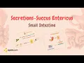Small Intestine Secretions Succus Entericus