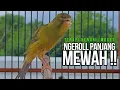 Download Lagu CUIT Cuit Kenari GACOR ngerol PANJANG AMPUH untuk PANCINGAN \u0026 MASTERAN Kenari PAUD cepat BUNYI MP3