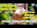 Download Lagu Masteran Pancingan Cucak Jenggot Medan Gacor emosi nembak panjang