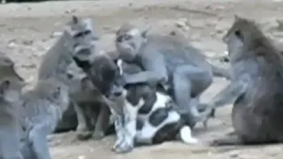 اضحك من قلبك الكلب عامل فيها معلم 