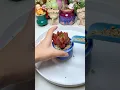 Download Lagu Repot Your Succulents FAST (Don't Skip This Step!) 🚨