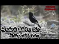Download Lagu suara decu liar bersahutan