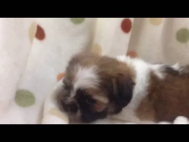 動画