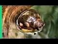 EXOTIC Vietnamese Food PART 2 SUPER RARE Street Food of Hanoi Vietnam