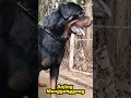 Download Lagu Anjing Menggonggong