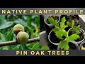 How to Grow Pin Oak Trees - Complete Profile Germinate Acorn