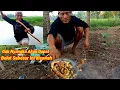 Download Lagu Berburu Belut Moster Hasilnya Langsung Masak dan Makan Dipinggir Sawah
