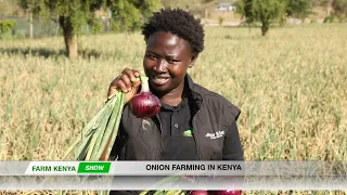 Join us as we talk about Onion Production in Kenya | FARM KENYA