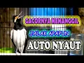 Download Lagu JALAK GACOR, JALAK SUREN GACOR MOMPA