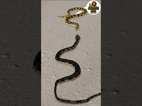 नागिन का सुहाग | Nagin Ki Kahani | Animals Stories | Snake Video | Morals Stories | #shorts
