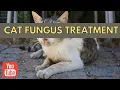 Download Lagu Cara Tercepat Mengobati Jamur Kucing Sembuh Dalam Seminggu