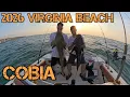 The Virginia Beach COBIA Bite Is ON Chesapeake Bay Fishing