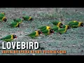Download Lagu Burung Lovebird: Dari Alam Afrika ke Hati Pecinta Kicau