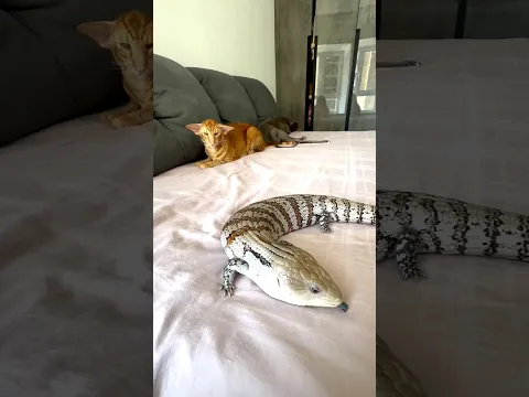 Fat Lizard in a Cat House 😦
