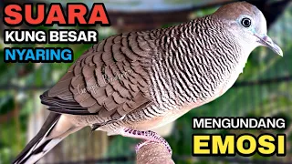 perkutut lokal gacor suara kung besar pancingan burung perkutut agar bunyi 