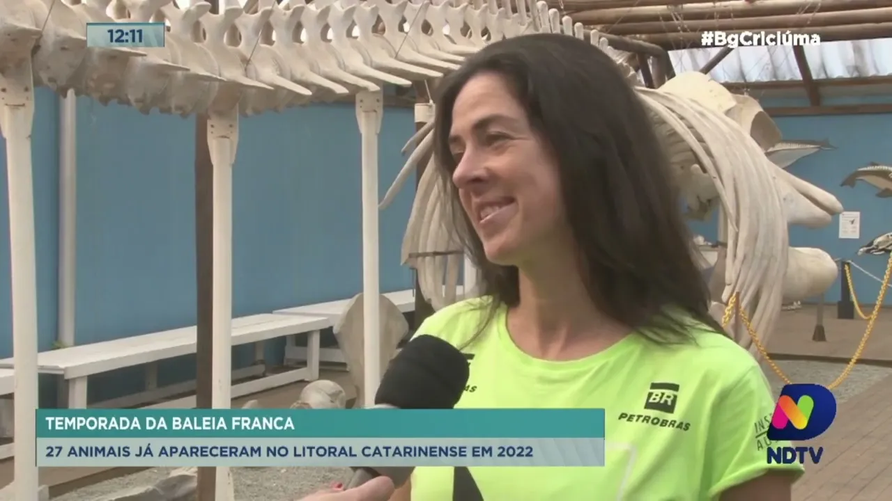 Com início da temporada da baleia franca, 27 animais já apareceram no litoral catarinense em 2022