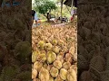Lagu Kaget harga 1 durian ini senilai umr kabupaten di jawa #durian #durianbawor