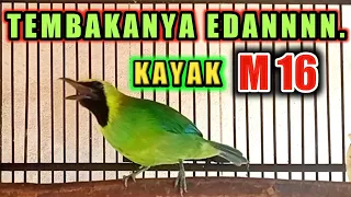 cucak ranting gacor nembak perih untuk masteran ampuh sekali 