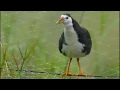 Download Lagu 白腹秧雞 上網聊天 White-breasted Water Hen sounding