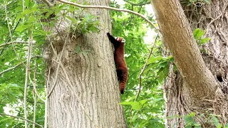 Meet Esha, our new red panda