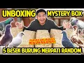 Download Lagu UNBOXING 5 BESEK MYSTERY BOX BURUNG MERPATI SEKALIGUS! BERUNTUNG BANGET! RUMAH MAKIN PENIH MERPATI!