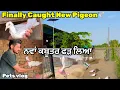 Lagu ਨਵਾਂ ਕਬੂਤਰ ਫੜ ਲਿਆ ਮਿੱਤਰੋ🕊️|| Trying To Catch New Pigeon || #pigeon #kabootar