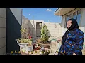 Shahla's Lentil Soup and Samira's Sweets; The Fight That Shook Ashkan's House!