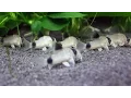 Lagu Panda Corys First Video